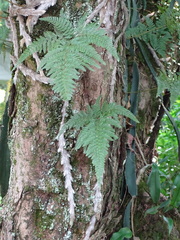 Davallia griffithiana