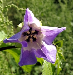 Nicandra physalodes