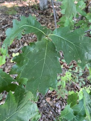 Quercus