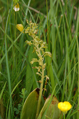 Neottia ovata