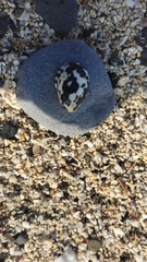 Nerita albicilla
