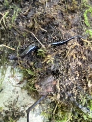 Desmognathus ochrophaeus
