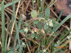 Polygonum arenastrum