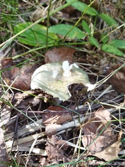 Heterophyllidia