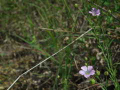Linum stelleroides