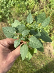 Solanum emulans