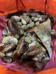 Pinnidae