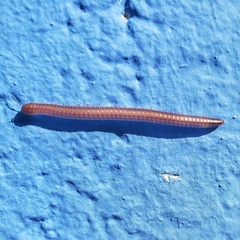Parajulinae