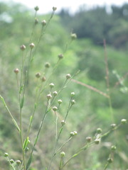 Linum stelleroides