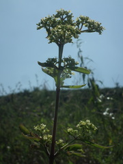 Patrinia monandra