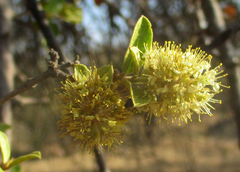 Combretum