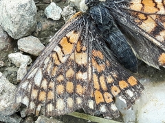 Euphydryas cynthia
