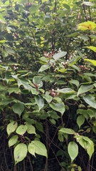 Cornus rugosa