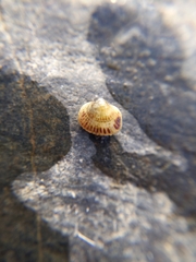 Cerastoderma glaucum