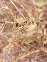 Lygaeus equestris