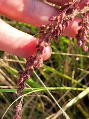 Chascolytrum subaristatum