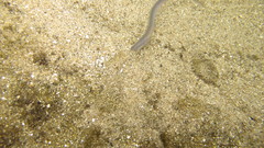 Petromyzon marinus