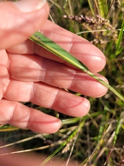 Chascolytrum subaristatum