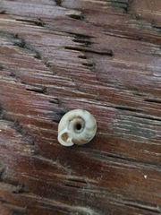 Planorbella campanulata