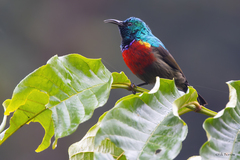 Cinnyris reichenowi reichenowi