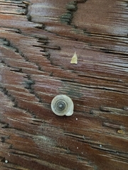 Planorbella campanulata