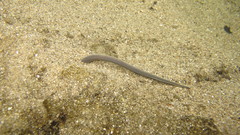 Petromyzon marinus