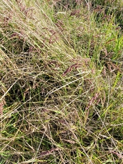 Chascolytrum subaristatum