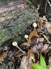 Ripartitella brasiliensis