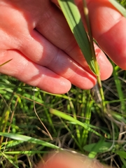 Chascolytrum subaristatum