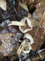 Ripartitella brasiliensis