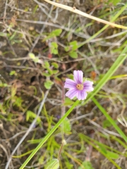 Erodium botrys