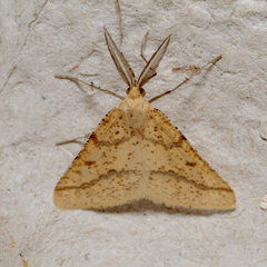 Aspitates ochrearia