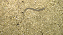 Petromyzon marinus
