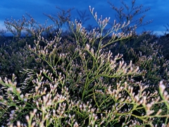 Limonium carolinianum