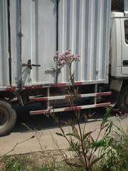 Eupatorium lindleyanum