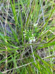 Asperula conferta