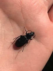 Pterostichus niger