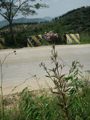 Eupatorium lindleyanum