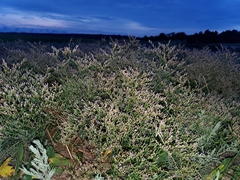 Limonium carolinianum