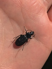 Pterostichus niger