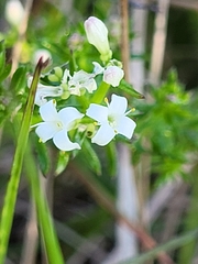 Asperula conferta