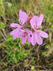 Pelargonium capitatum