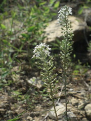 Lysimachia pentapetala