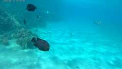 Dascyllus trimaculatus