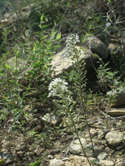 Lysimachia pentapetala