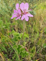Pelargonium capitatum
