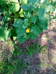 Allowissadula holosericea