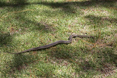 Thamnophis eques