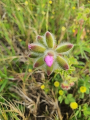 Pelargonium capitatum