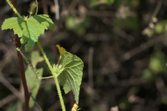 Cucumis setosus